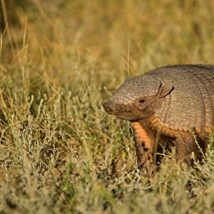 Big Hairy Armadillo / Larger Hairy Armadillo - adult foraging in pampa - Reserva Faunistica Peninsula Valdes - UNESCO World Heritage Site - Atlantic Coast - Patagonia - Argentina - South America