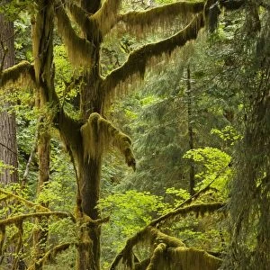 Big Leaf Maple - trees in wet temperate rain forest, Quinault Valley, Olympic National Park, Washington