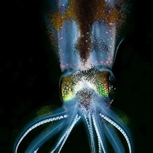 Bigfin Reef Squid - Indonesia
