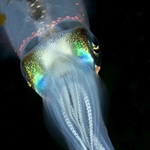 Bigfin Reef Squid - Indonesia