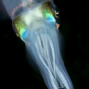 Bigfin Reef Squid - Indonesia Bigfin Reef Squid - Indonesia