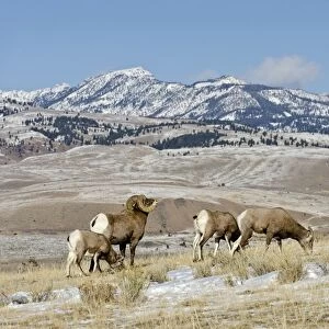 Bighorn Sheep - ram checking out / smelling to see if any ewes are ready to mate - Autumn - Rocky Mountains - USA _E7C3657