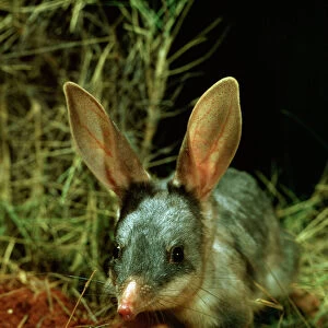 Bilby / Rabbit-eared BANDICOOT - Central Australian deserts JPF0037d