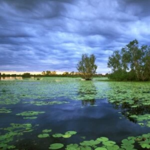 Billabong - Yellow Water - Paperbark swamp with Water lilies (Nelumbo nucifera); Kakadu National Park (World Heritage Area); Northern Territory; Australia JPF50960
