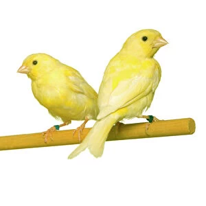 Bird - two canaries on perch