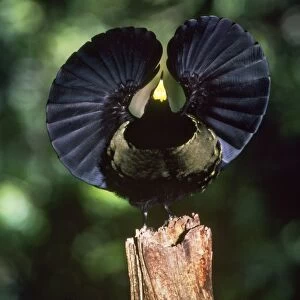 Bird of Paradise - Victoria Riflebird, male in front on display. North Queensland, Australia