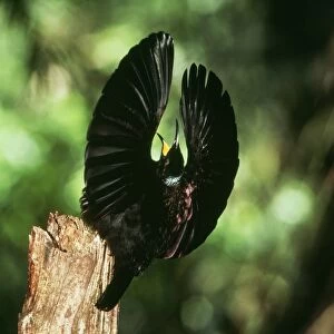 Bird of Paradise / Victorial Riflebird - male, side on display of 110˚