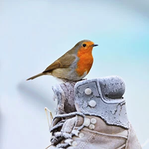 Bird. Robin on frosty boot