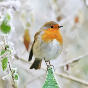 Bird - Robin in frosty setting