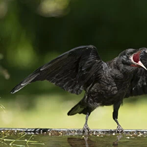 BIRD. Rook, juvenile, fledgling, begging for food, beak open wings out