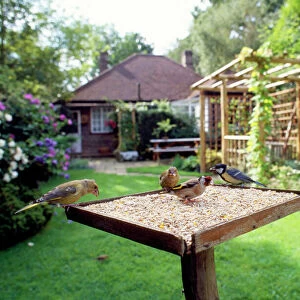 Bird Table - with birds feeding, Greenfinch, Goldfinch & Great Tit