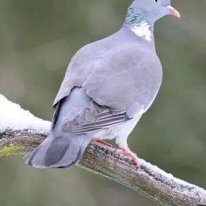 BIRD. Woodpigeon