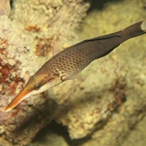 Birdmouth / Bird Wrasse Fish - Indian Ocean