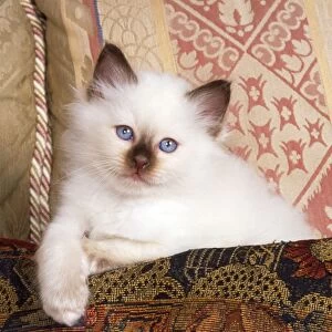 Birman Cat - kitten on sofa