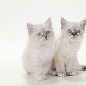 Birman Cat - Kittens