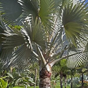 Bismark Palm Tree - Tenerife - February