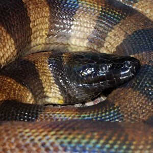 Bismark Ringed Python - Found only on the islands of the Bismark Archipelago