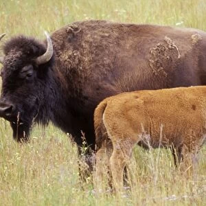Bison Cow & Calf, national Bison Range, Montana, USA