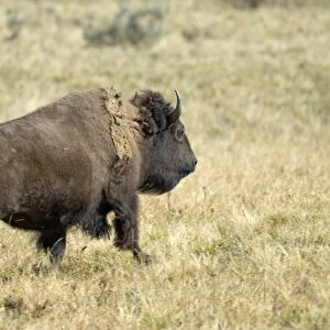 Bison running Hayden Valley Yellowstone NP USA