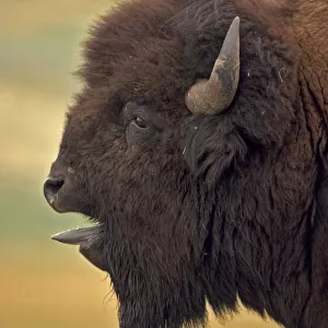 Bison - Wyoming, USA - Male in rut - Commonly called buffalo - Males weigh up to 2000 pounds-heaviest land mammal in North America-Nearly went extinct by 1894 due to hunting prompting Congress to pass the National Park Protective Act