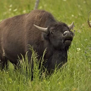 Bison - Wyoming, USA - Male vocalizing (bellowing) during rut - Commonly called buffalo - Males weigh up to 2000 pounds-heaviest land mammal in North America-Nearly went extinct by 1894 due to hunting prompting Congress to pass the National Park