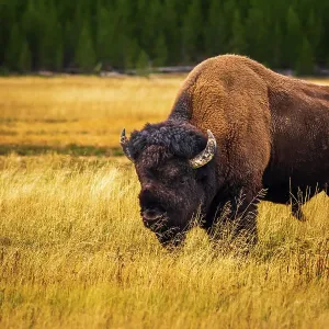 Bison, Yellowstone National Park, Wyoming, USA. Date: 25-05-2021 Bison, Yellowstone National Park, Wyoming, USA. Date: 25-05-2021