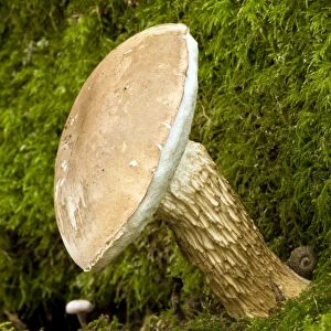 Bitter Bolete fungi - at base of Oak tree - Langley Wood - Wiltshire - UK