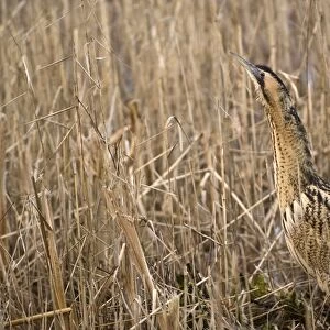 Bittern - In reedbed neck raised - South Yorkshire - England