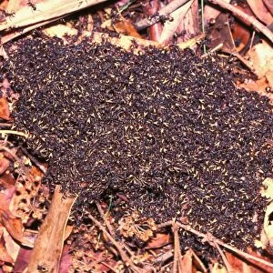 Bivouac or Dolly ants - Nesting in soil or in trees, these ants forage in columns