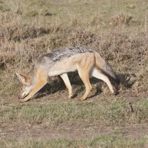 Black-backed Jackal - Maasai Mara North Reserve Kenya