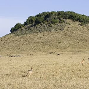 Black-backed Jackal - Watching Topi with young calf. Maasai Mara Triangle - Kenya