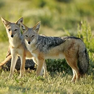 Black-backed Jackal two young ones standing in savanna Etosha National Park, Nambia, Africa