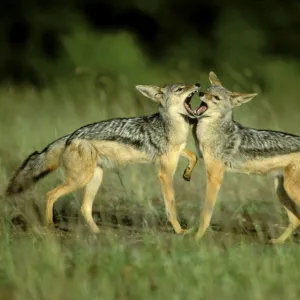 Black-backed Jackal - young playing - Masai Mara National Reserve - Kenya JFL16629