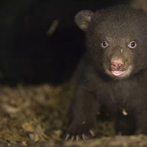 Black Bear -7 week old cub (brown color phase) in den -*controlled conditions