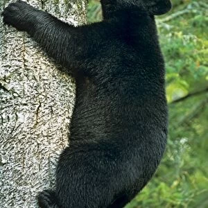 Black Bear - climbing tree. Trees are often a place where black bears feel relatively safe. Minnesota, North America MA1798
