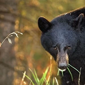 black Bear Close up of head eating grass Yellowstone NP. USA