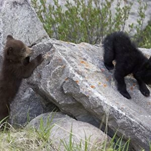 Black Bear - two cubs playing on rocks - one black one cinnamon - Canadian Rocky Mountains - Alberta - Canada MA002132