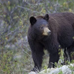 Black Bear - female - Canadian Rocky Mountains - Alberta - Canada MA002058