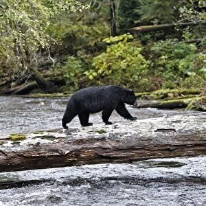 Black bear fishing for salmon in a river Princess Royal Island, British Columbia, Canada