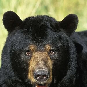 Black Bear - Male or boar. Minnesota, USA. Summer. MA1957
