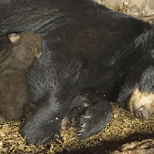 Black Bear - mother and 7 week old cub(s) in den -*controlled conditions