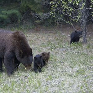 Black Bear - mother and cubs - Canadian Rocky Mountains - Alberta - Canada MA002087