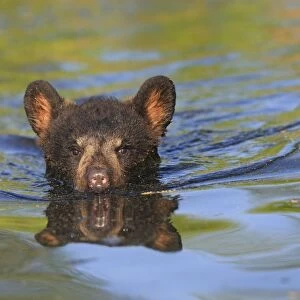 Black Bear - Spring cub 4 months old swimming in water. Minnesota - USA