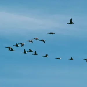 Black Brant Goose FG 2342 ‘V formation flock Branta nigricans © Francois Gohier / ARDEA LONDON