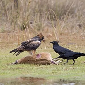 Black-breasted Buzzard and Torresian Crows (Corvus orru) An uncommon Australian endemic inhabiting the interior and northern regions. Feeding on an Agile Wallaby (Macropus agilis)