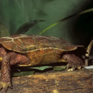 Black-breasted Leaf Turtle -  Also known as: Black-breasted Hill Turtle, Vietnamese Leaf Turtle, Chinese Leaf Turtle, Vietnamese Wood Turtle, Spengler's Turtle