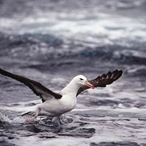 Black-browed Albatross - in flight taking off from water AU-1423