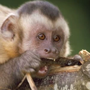 Black-capped Capuchin / Guianan brown capuchin / Margarita Island capuchin - chewing on bark 