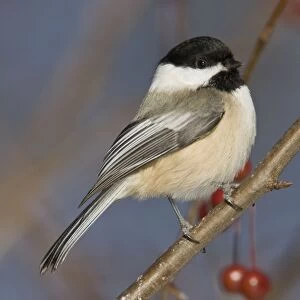Black-capped Chickadee, in winter. Connecticut in December. USA
