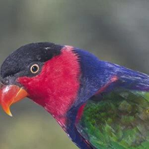 Black-capped Lory - Found in Eastern Indonesia and Papua New Guinea chiefly in forests of the lowlands and foothills. Sometimes in coconut plantations. Photographed in Jurong Bird Park